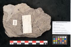 Foto (Objekt + Etikett) von Araucaria haastii Ettingshausen (NHMW-GEO-2024-0188-10108)